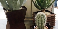 cactus1.jpg