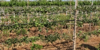 fruitplants5.jpg