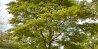 japaneseacer1.jpg