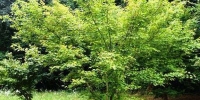 japaneseacer11.jpg