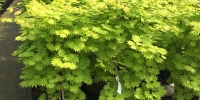 japaneseacer4.jpg