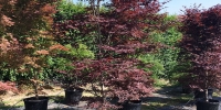 japaneseacer8.jpg