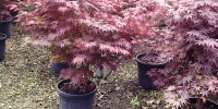 japaneseacer9.jpg